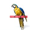 Petsvv Bird Perch Stand Natural Wood Parrot Toy Platform-5