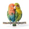 JINJINANV Bird Swing Natural Wood Parakeet Toys Safe Play-6