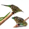 Birheatry Bird Perch Sand Cover 7.5in 3/8 Calcium Enrichment-4